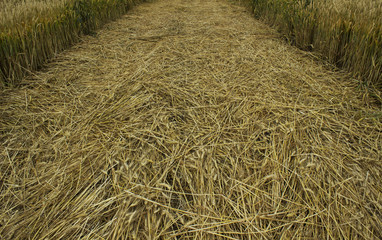 road of the Wheat