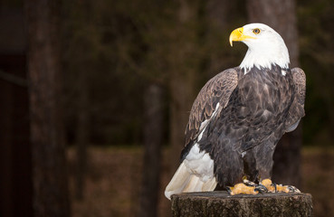 Majestic Bald Eagle