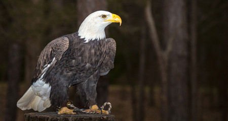 Majestic Bald Eagle