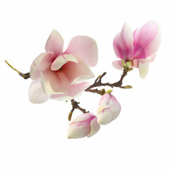 Obraz premium magnolia tree