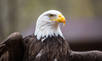 Majestic Bald Eagle