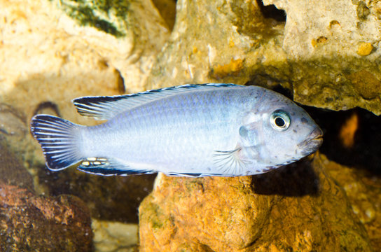 Ciclide