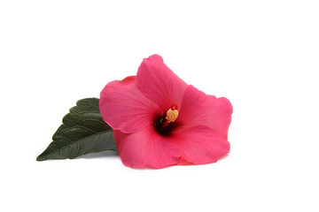fleur d'hibiscus