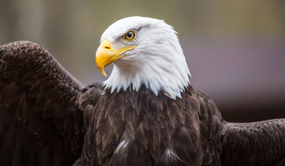 Obraz premium Majestic Bald Eagle
