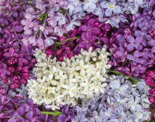 beautiful background of multicolored flowers cherry
