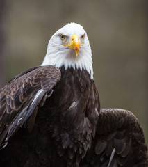 Fototapeta premium Majestic Bald Eagle