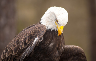 Majestic Bald Eagle