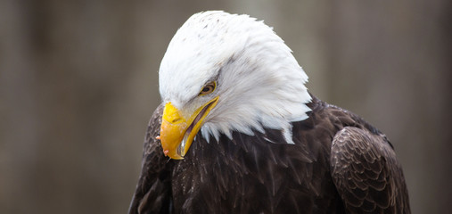 Majestic Bald Eagle