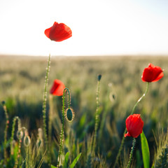 Coquelicot au soleil