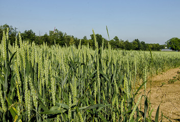 Green Wheat field