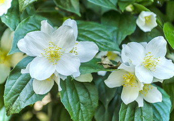 Beautiful Anemone flower in late spring.