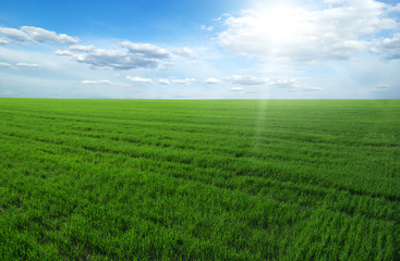 Obraz premium green field