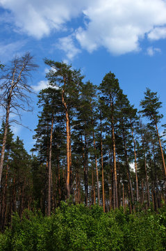 Fototapeta pine trees and clouds.