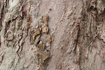 Old apple tree bark