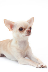 Сhihuahua on white background