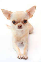 Сhihuahua on white background