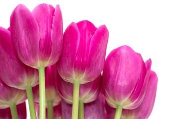 Obraz na płótnie Canvas tulips flowers