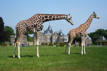 girafe ou giraf