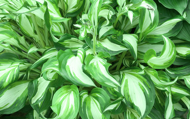 Trawa © Zbyszek Nowak