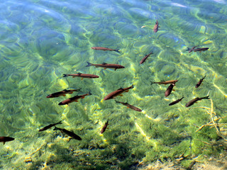 fish visible in clear water, blue lake in Plitvice, Croatia