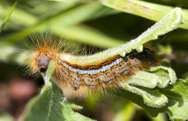 Orange hairy larva