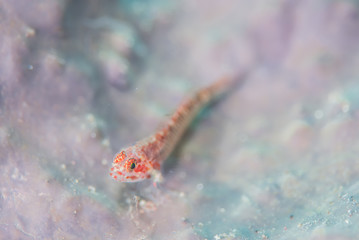 イソハゼの仲間