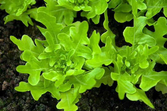 green lettuce in the grownd