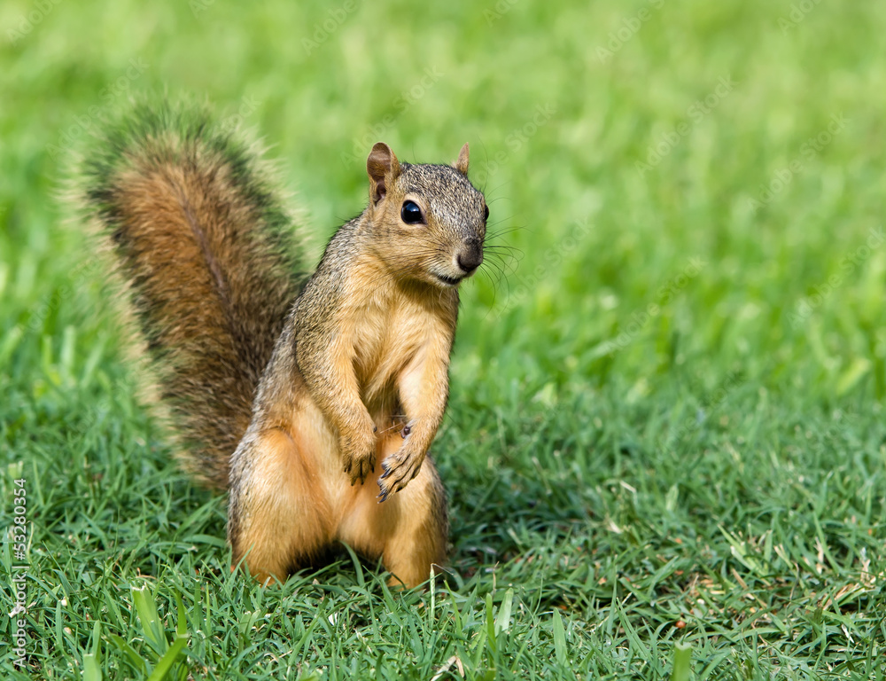 Wall mural curious young eastern fox squirrel (sciurus niger)