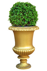 Gold ceramic pot with bush