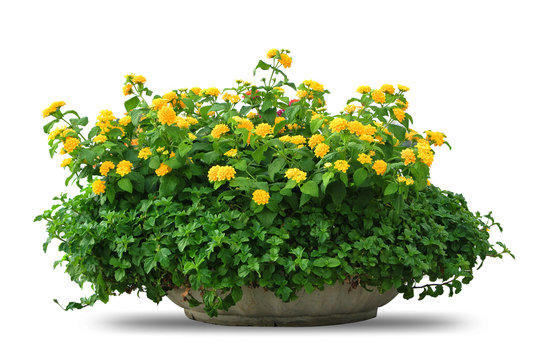 Ancient Pot With Flower On White Background