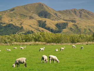 Fototapeta premium Sheep in New Zealand