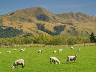 Sheep in New Zealand