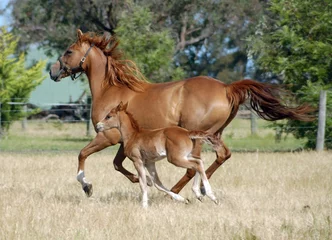 Gordijnen Australian Stock Horses. © 169169