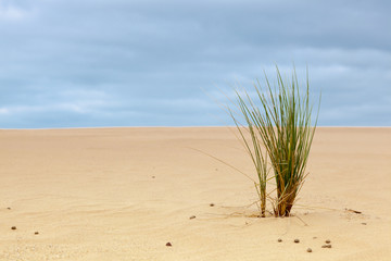 Ammophila arenaria