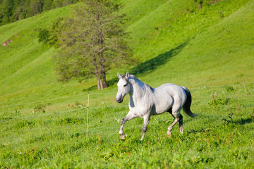Gray Arab horse gallops on a green meadow