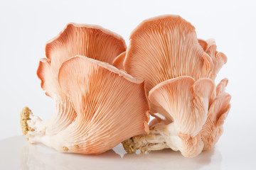 Oyster mushroom on white background