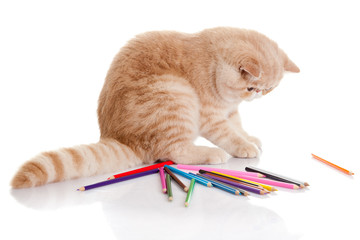 cat with pencils isolated on white background