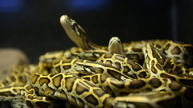 A pack of young snakes