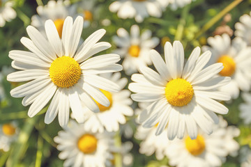 daisy flower field with shallow focus
