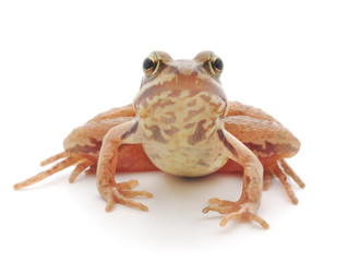 Brown frog