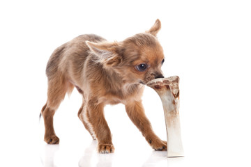 chihuahua and bone isolated on white background
