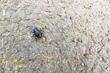 Beetle