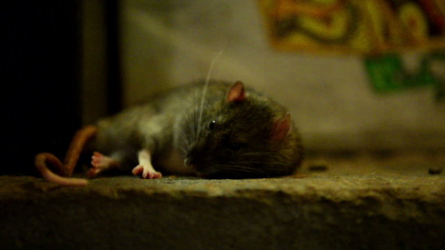 Fat rat in the sewer
