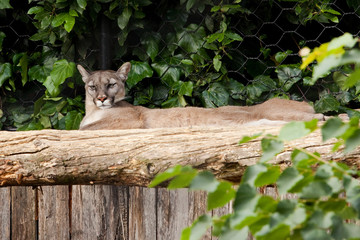 puma © Fabio Roncaglia