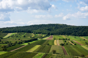 Fototapeta na wymiar Beautiful rows of viticulture