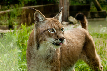 Obraz premium Lince