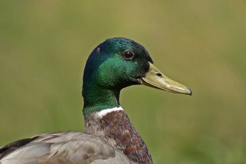 kaczor