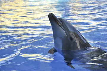 Acrylic prints Dolphin dolphin on the sunset