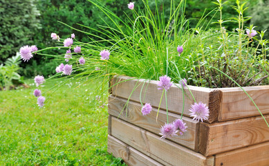 plantes aromatiques dans jardinière