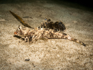 Fingered Dragonet - Dactylopus dactylopus